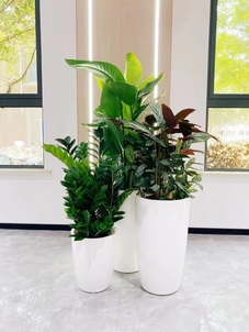 宁波鄞州花木租摆方案><div class=